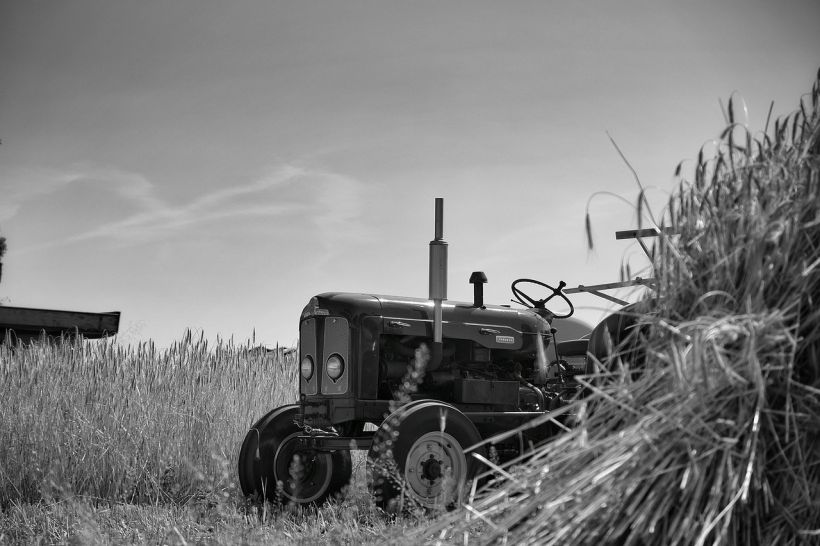 vieux tracteur dans champ de foin